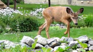 preview picture of video 'Deer licking the barbecue in camp at Holden Village near Lake Chelan, Washington'