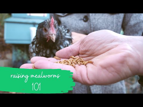 3rd YouTube video about are mealworms good for chickens