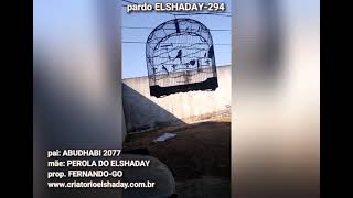 ELSHADAY-202
