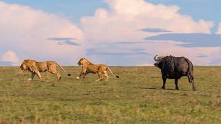 The Taste of the Savannah - Herbivores and Carnivores: Cross-Feasts