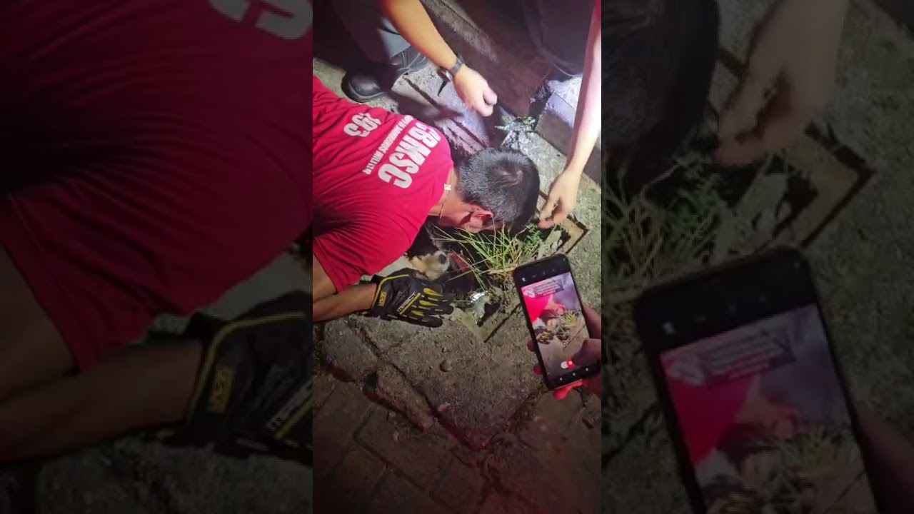 Vídeo: Bombeiros resgatam três cães presos em bueiro durante operação noturna em Palhoça