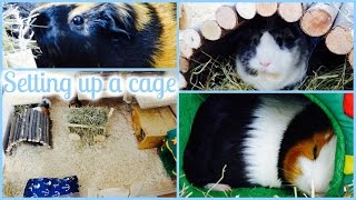 How To Set Up A Guinea Pig Cage