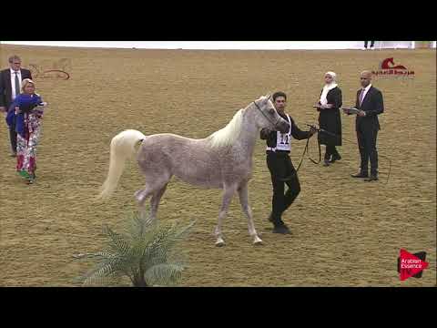 N 117 RB GAZALAH   2019 Al Shaqab Arabian Horse Show Festival   Mares 4 6  Years Old Class 5A