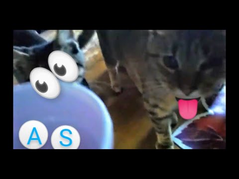 CRAZY CAT(S) TRYING TO JACK MY ALKA SELTZER!