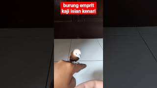 Download lagu apa ini suara burung emprit kaji isian kenari? mp3