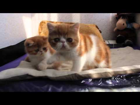 Oxi Sable Sandra, Oxi Sable Yuri