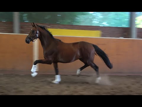 *2017 Wallach von Buckingham - Don Vino SOLD!!!