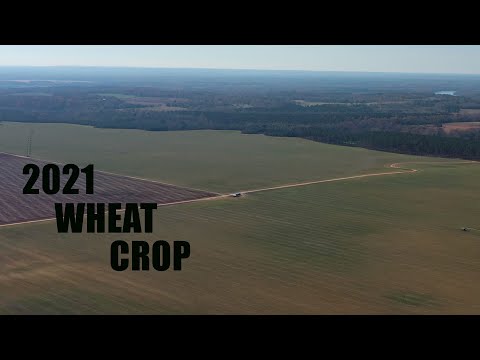 2021 WHEAT CROP