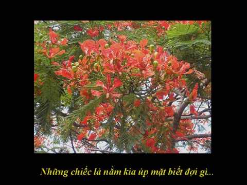 Thể hiện bởi Thanh Long
