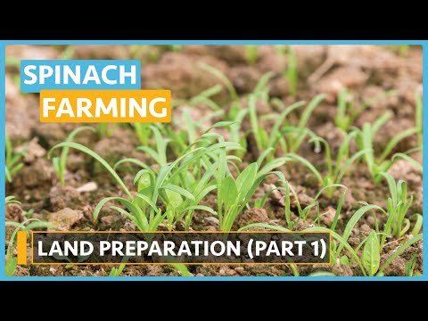 Spinach Farming (Lesson 5) - Land Preparation Part 1