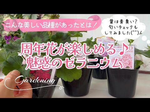 ゼラニウムをいつ地面に植えるのですか？どこに表示するのですか?それらを維持するにはどうすればよいでしょうか?  庭園