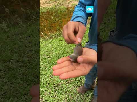 Passarinho fica preso em teia de aranha e precisa ser salvo #shorts