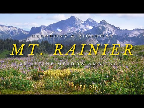 4K Mt. Rainier Ambience | Alpine soundscapes | Pika, Marmot, Streams, and Meadows | relax and study