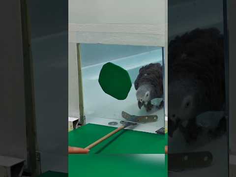 Keteladanan Burung Beo! 🐦