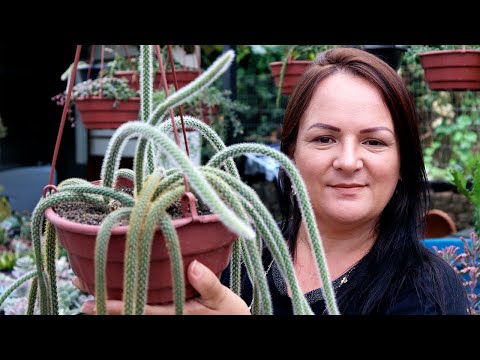 What is the difference between a MONKEY TAIL, a CAT TAIL, a RAT TAIL and other #PENDING #CACTUSES?