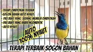 Download lagu PANCINGAN SOGON GACOR NYECRET, NGALAS DIPAGI HARI SANGAT EFEKTIF UNTUK PANCINGAN SOGON BAHAN mp3 Download lagu PANCINGAN SOGON GACOR NYECRET, NGALAS DIPAGI HARI SANGAT EFEKTIF UNTUK PANCINGAN SOGON BAHAN mp3