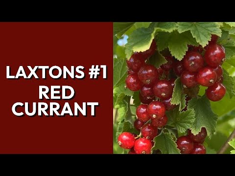 Laxtons #1 Red Currant: Growing, Harvesting, and Maintenance Tips