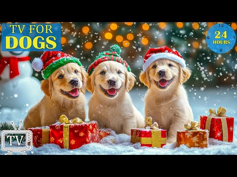 DOG TV: The Best Ultimate Home Alone Anti-Anxiety Solution for Dogs - Video Entertainment for Dogs