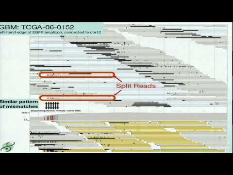 Large-Scale Cancer Genomics Data Analysis - David Haussler