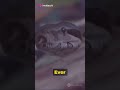 How Snakes Crawl|@Random_Facts_Guru |Subscribe The Channel For More|