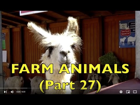 FARM ANIMALS  (real animal sounds)  Part 27  Educational Babies, Toddlers, Preschool, K-3