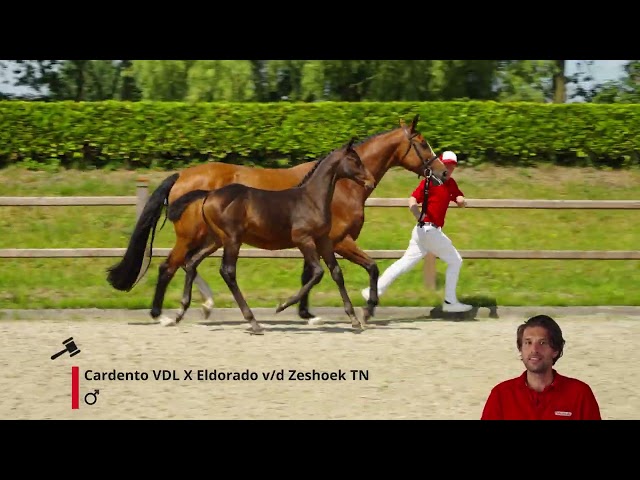 Cardorado PM Z