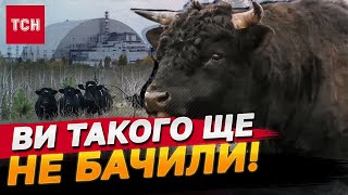  ��������� �������� ��������������� ����������