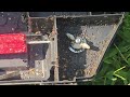 Massive Amount of Ants Swarm the Rodent Bait Station in Perth Amboy, NJ