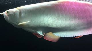 Download lagu Brazilian arowana growth in one year mp3