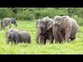 Elephant Aunties Play a Key Role in Raising Calves