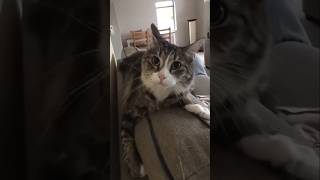 #cat #cute #catvideo #cutecat #funnyvideo #funny
