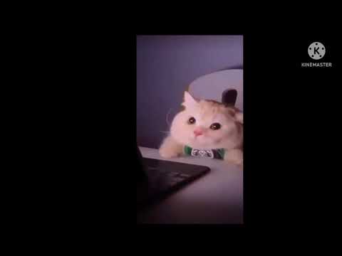 cute cat @nitikachaudhary.#shortanimation, #cutecat #shorts