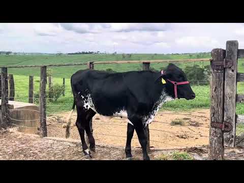 GIROLANDO - FAZ. GORDURA RV AURORA - 4403-CS