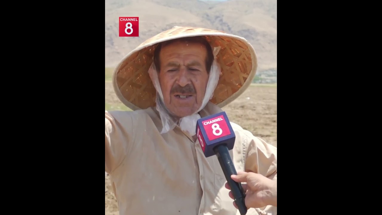ڤیدیۆ | برنجی کوردیی دەشتی هەریر و باتاس؛ ڕەنجی ماندووبوونی 6 مانگی جووتیاران