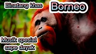 Download lagu Binatang khas Kalimantan   musik sape Dayak tradisional ‼️🐾🐒 mp3