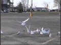 Seagulls On The Inlet