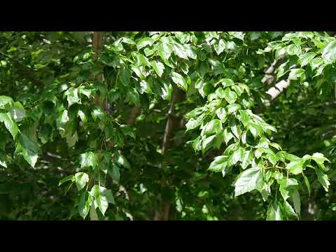 Tree Overview: Red Maple | Arbor Day Foundation