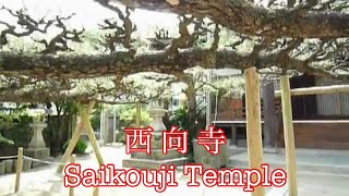 preview picture of video 'The pine tree is over 300 years old. Saikouji(西向寺) buddhist temple in Japan.'