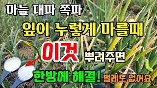 마늘/대파/쪽파 잎이 누렇게 마르는 이유와 해결방법 이것 뿌려주면 한방에 해결 파릇파릇해져요 #마늘잎끝마름 …
