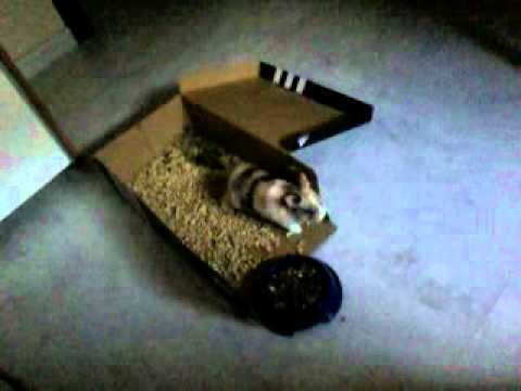 Conejo Toy Tricolor Arlequin 3