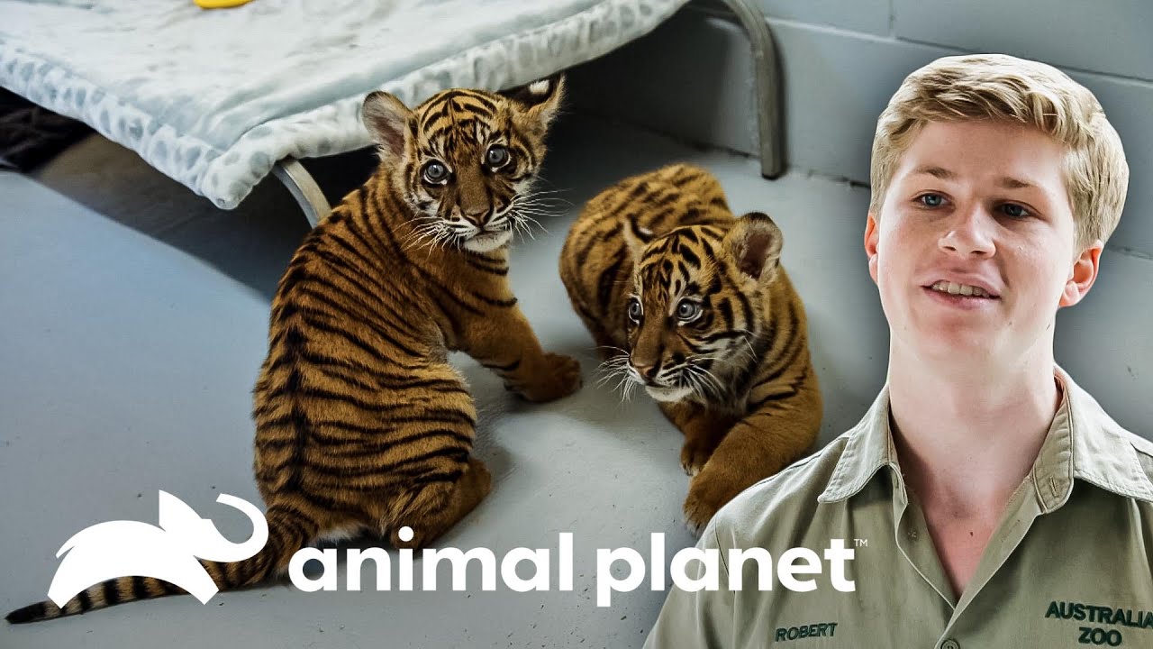 Três filhotes de tigre continuam crescendo com saúde | A Família Irwin | Animal Planet Brasil