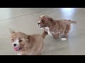 Cavapoo dogs for sale: Max - Video 1
