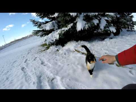 Happy Thanksgiving 2015 - Kinda Looks More Like Christmas With the Snow