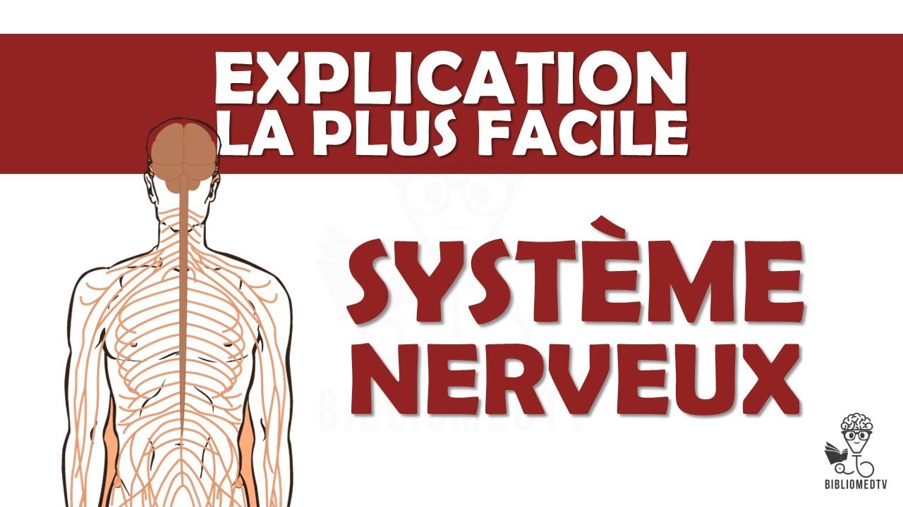 l'explication la plus facile - le Système Nerveux