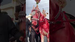 Download lagu Zuljanah #YaHussain #Azadari #Noha2025 #Majlis #NaugawanKAzdar #Matam #Karbala #Shia mp3