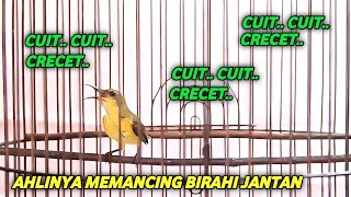 Download lagu TERAPI SOGON !! SOGON BETINA MEMANGGIL JANTAN mp3