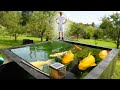 Breeding Koi in Switzerland - Crystal Clear Pond with **JUMBO** Karashigoi!!
