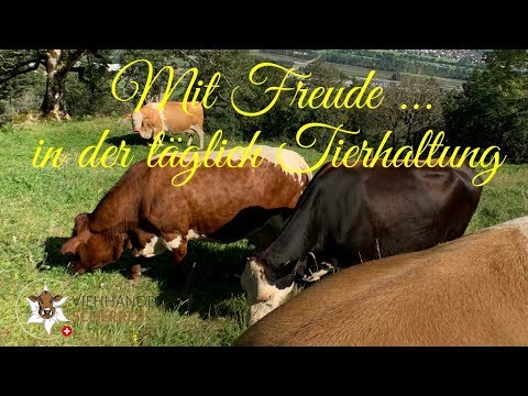 Mutterkuhhaltung - mit zahmen Rinder, weniger Stress und mehr Freude im Alltag - Viehhandel Schweiz