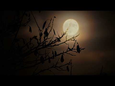 Prophet rev2, Roland SE-02, Intellijel Plonk etc. Call of Ktulu tribute. GIUFJ - LNJ 17.