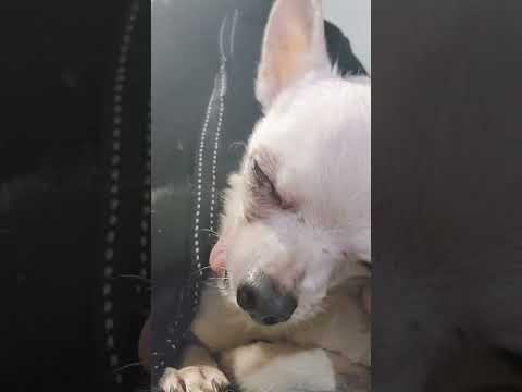 Matty J’s Midweek Pick-Me-Up. #HmphDay #MidWeekPickMeUp #MattyJ #ChihuahuaOfTheDay